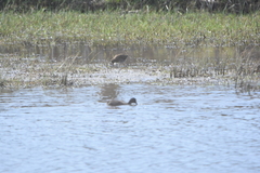 Gallinago magellanica
