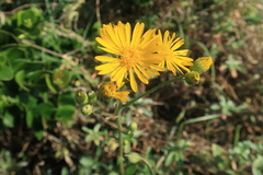 Asteraceae