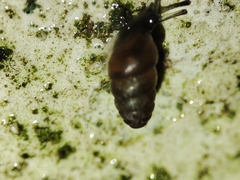 Pupilloidea