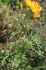 Asteraceae