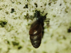 Pupilloidea