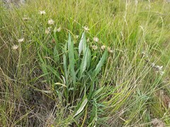 Psephellus boissieri