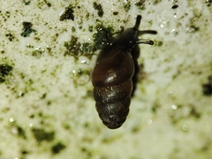 Pupilloidea