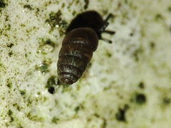 Pupilloidea