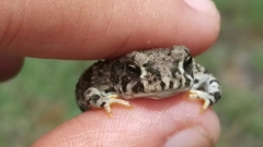 Anaxyrus compactilis