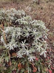 Lupinus albifrons