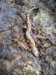 Desmognathus kanawha
