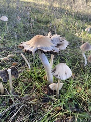 Psathyrella longipes