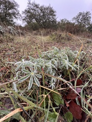Lupinus albifrons