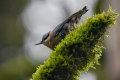 Sitta europaea caucasica