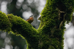 Sitta europaea caucasica