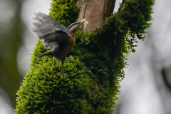 Sitta europaea caucasica