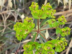 Euphorbia virgata