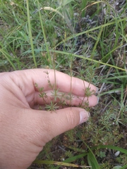 Galium tenuissimum