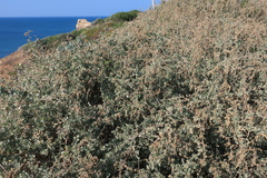 Atriplex halimus