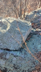 Schizachyrium scoparium