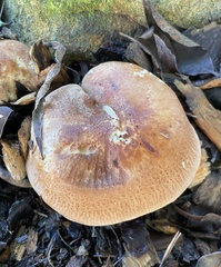 Leucopaxillus gentianeus