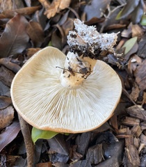 Leucopaxillus gentianeus