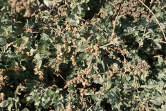 Atriplex halimus