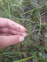 Galium tenuissimum