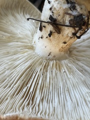 Leucopaxillus gentianeus