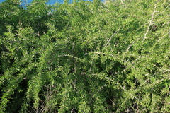 Lycium schweinfurthii