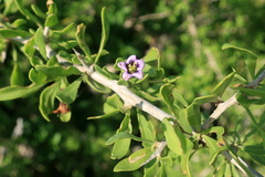 Lycium schweinfurthii