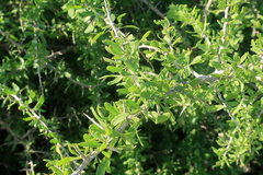 Lycium schweinfurthii