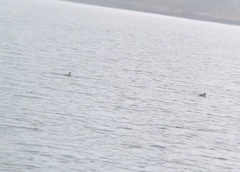 Podilymbus podiceps