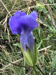 Gentianopsis thermalis