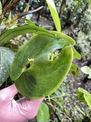 Pleurothallis cordata