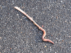 Lumbricus