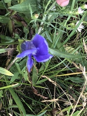 Gentianopsis thermalis