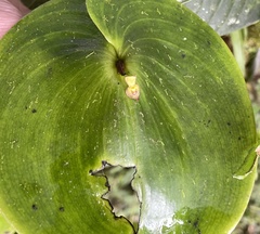 Pleurothallis cordata