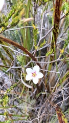 Adenandra uniflora