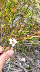 Adenandra uniflora