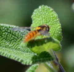 Sphaerophoria pyrrhina