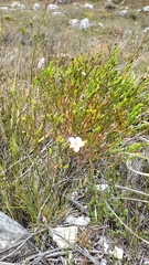 Adenandra uniflora