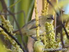 Tuamotu Reed Warbler photo 3