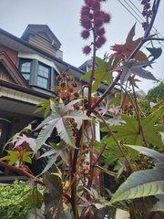 Ricinus