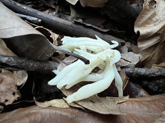 Clavulina rugosa