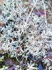 Cladonia rangiformis
