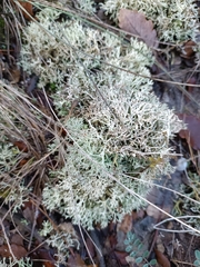 Cladonia rangiformis