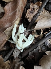 Clavulina rugosa