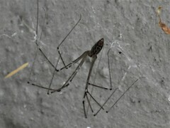 Smeringopus