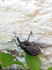 Hyperinae