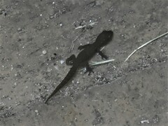 Afrogecko porphyreus