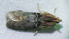 Sciota basilaris