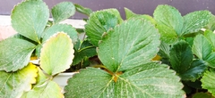 Fragaria mexicana