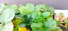 Fragaria mexicana